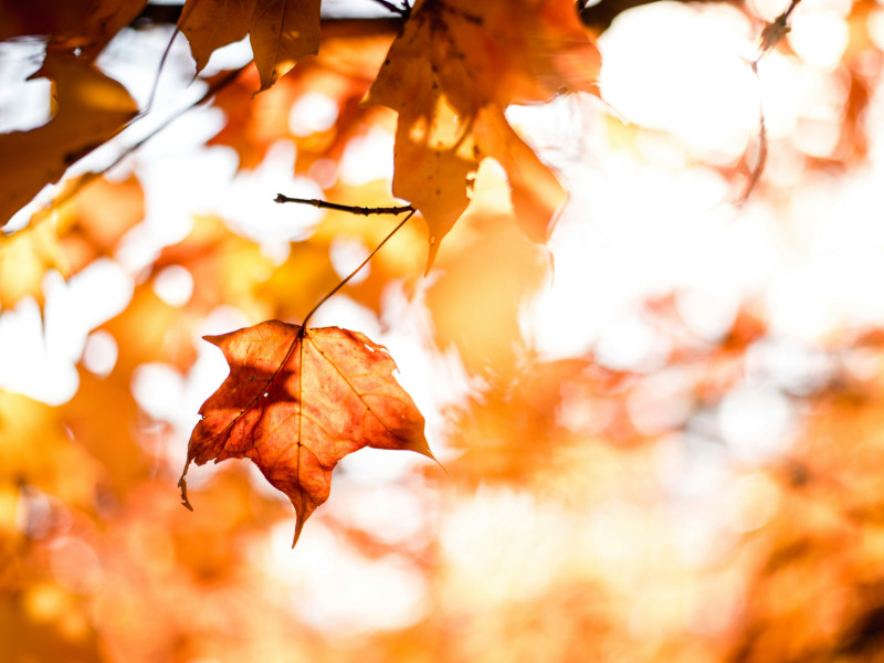 &Aring;rets volont&auml;r